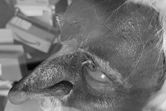 Mann mit Goblin-Nase